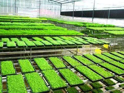 水稻育秧設備有幾種用法？